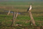 Buizerd (Buteo buteo), Arkemheen